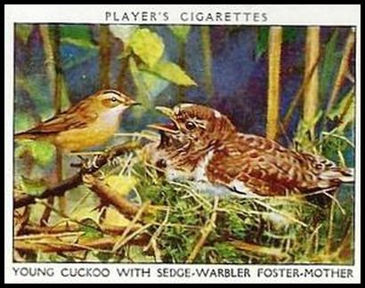 34PWBL 4 Young Cuckoo with Sedge Warbler Foster Mother.jpg